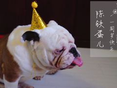 -百好乐宠物友好餐厅(朝外大街店)