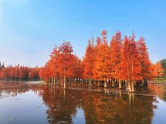 -白鹭湾湿地公园