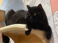 -滚猫咖啡·猫咖·猫友好撸猫(未来城店)