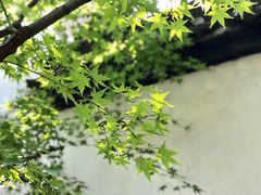 -上海醉白池公园
