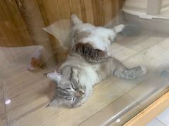 -多卡布奇宠物生活馆(上林世家店)