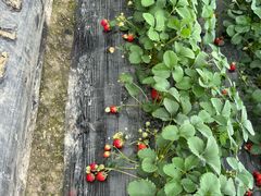 -小鱼草莓采摘园农家乐·小鱼餐厅