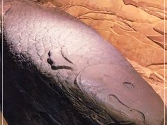 -白鹤梁水下博物馆