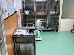 -瑞派先诺宠物医院•猫专科•普外科•中兽医(佛山院)