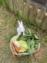 -阿菠萝小猪农场·萌宠乐园·亲子游·研学