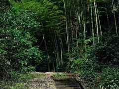-蜀南竹海景区