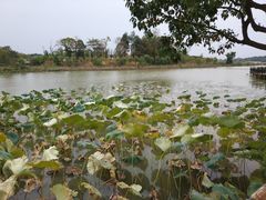 -艾溪湖湿地公园