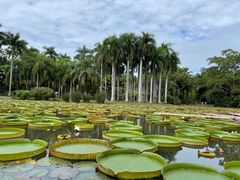-中国科学院西双版纳热带植物园