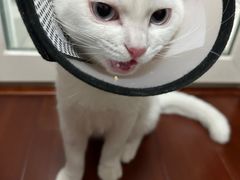 -关爱宠物医院·猫科中心·消化科(滨湖万达分院)