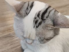 -柴迷FANS CLUB·柴犬狗咖·猫咖