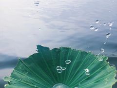 -白洋淀景区