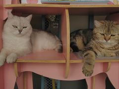 -喵屿·大理花园猫咖