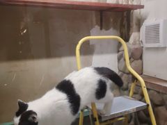 -猫咪博物馆(顶澳仔猫街店)