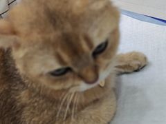 -博特宠物医院24h犬猫全科.骨科·异宠
