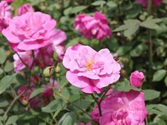 -新虹桥中心花园