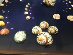 -青岛贝壳博物馆