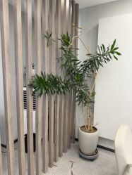 -张小野·专业半永久纹眉