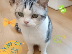 -有喵·猫咖·狗咖·40+猫狗有小奶狗(岗厦店)