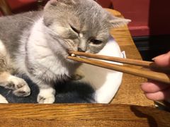 -猫色咖啡·猫咖