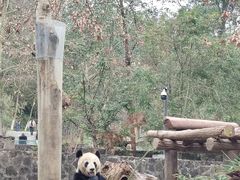 -都江堰中华大熊猫苑