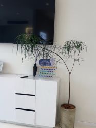 -安那般那皮肤年轻化ANAPANA