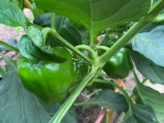 -庞各庄翠芳园西瓜蔬菜基地采摘园