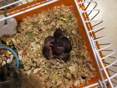 -钓仓鼠(洋桥北里小区店)