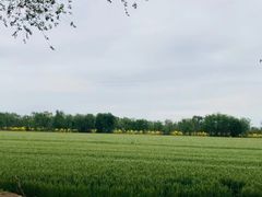 -西青郊野公园