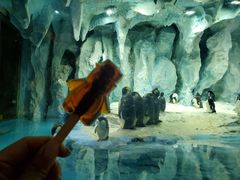 -帝企鹅自助餐厅•儿童岛•真企鹅(长隆企鹅酒店)