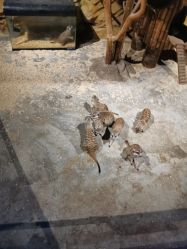 -未来动物城动物主题公园(大悦城店)