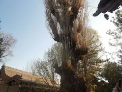 -张掖大佛寺景区