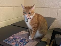 -逃脱反斗城沉浸剧情密室(北京路店)