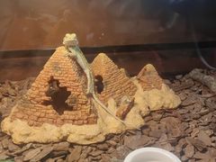 -帕帕拉兹宠物(亚洲旗舰店)