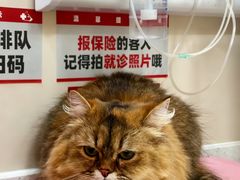 -御宝贝24h宠物医院·转诊中心·CT核磁血透中心(厦门总院)