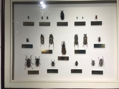 -上海昆虫博物馆