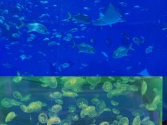 -上海海昌海洋公园