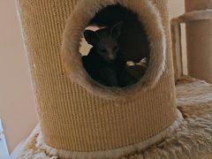 -藏猫猫咖啡主题馆(中央大道店)