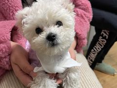 -唐小姐の猫狗洗护·购宠旗舰店(周浦万达店)