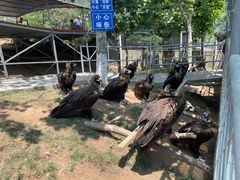 -西霞口神雕山野生动物世界