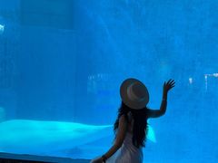 -海合安成都极地海洋公园