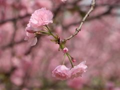 -天适樱花悠乐园