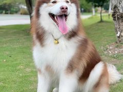 -芭比堂动物医院·CT·微创中心(新顺分院)