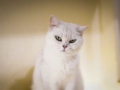 -猫小院猫主题餐厅(南锣旗舰店)