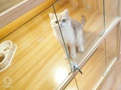 -猫十亿·布偶金渐层·曼基康矮脚猫舍(青年路店)