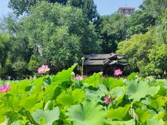 -莲湖公园