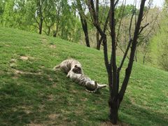 -北京野生动物园