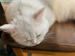-猫小院猫主题餐厅(三里屯店)