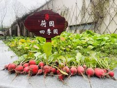 -硅谷蒙学幼儿园