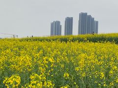 -光明小镇欢乐田园