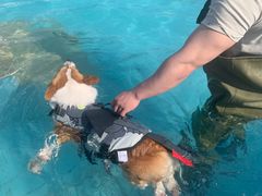 -趣玩宠物乐园寄养训犬训狗游泳池
